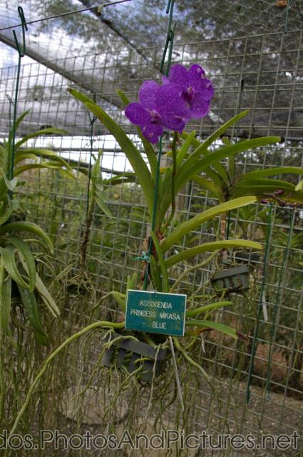 Ascocenda Princess Mikasa Blue at Orchid World in Barbados.jpg
