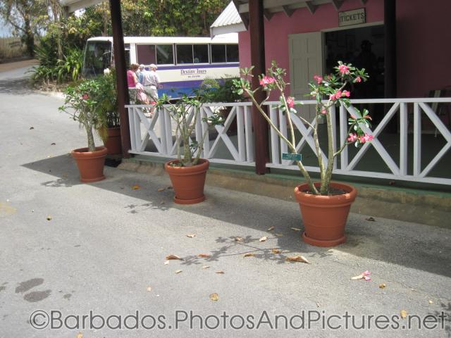 3 Desert Rose plants in containers at Orchid World in Barbados.jpg

