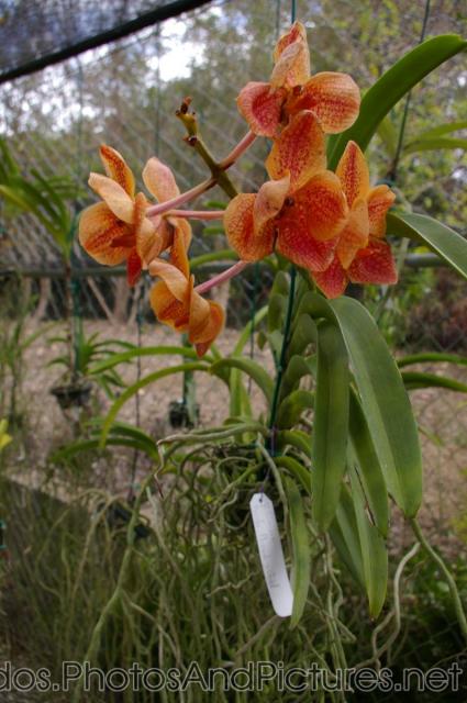 Orangish orchid at Orchid World in Barbados.jpg
