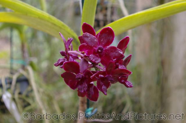 Red-beet like orchid at Orchid World in Barbados.jpg