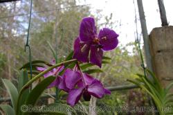 Purple orchid close-up at Orchid World in Barbados.jpg