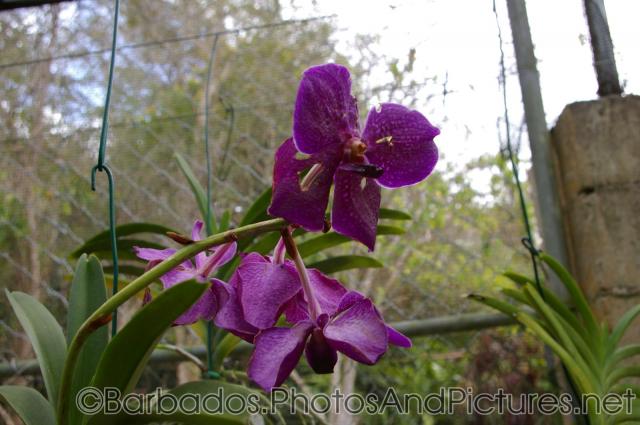 Purple orchid close-up at Orchid World in Barbados.jpg
