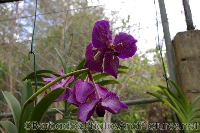 Purple orchid close-up at Orchid World in Barbados.jpg