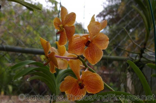 Close up of orange orchid at Orchid World in Barbados.jpg

