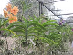 Orange salmon orchid at Orchid World in Barbados.jpg
