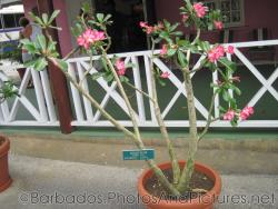 Adeneum Obesum Desert Rose Apocynaceae of East Africa at Orchid World in Barbados.jpg