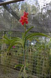 Fuzzy red orchid at Orchid World in Barbados.jpg