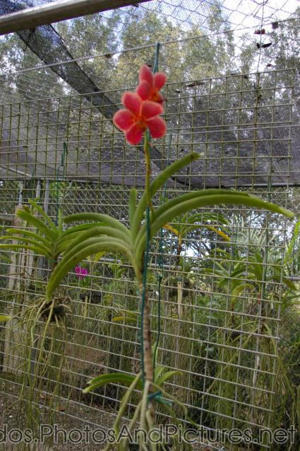 Fuzzy red orchid at Orchid World in Barbados.jpg