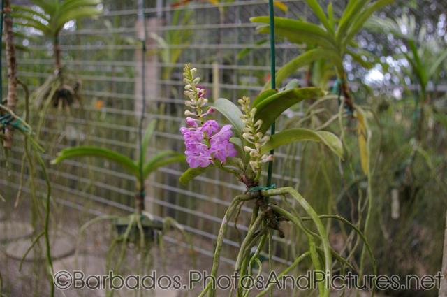 Lavender orchid at Orchid World in Barbados.jpg