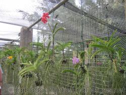 Red and lavender orchid at Orchid World in Barbados.jpg