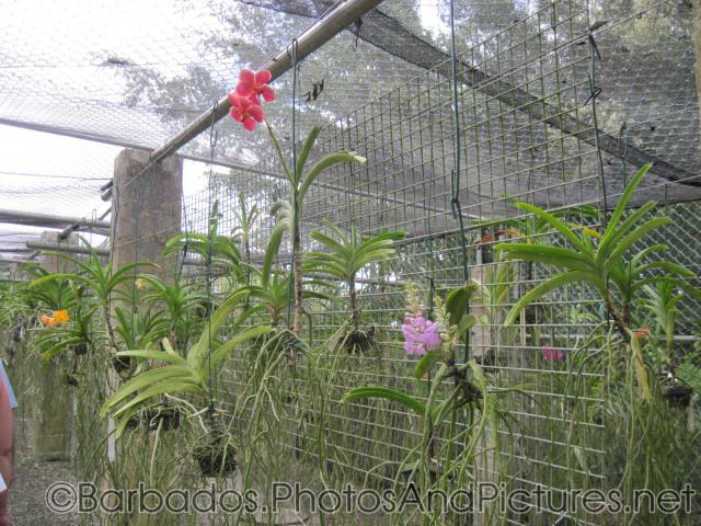 Red and lavender orchid at Orchid World in Barbados.jpg
