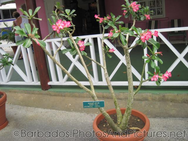 Adeneum Obesum Desert Rose Apocynaceae of East Africa at Orchid World in Barbados.jpg
