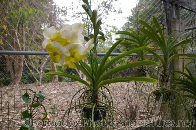 White yellow orchid at Orchid World in Barbados.jpg
