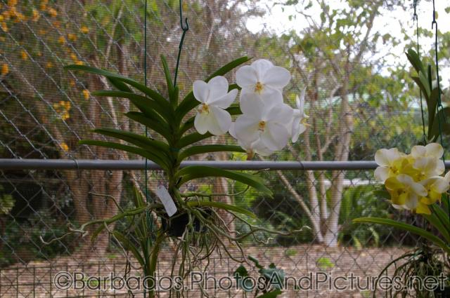 White orchid at Orchid World in Barbados.jpg
