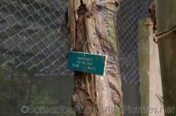 Caryota Fish Tail Palm Malaya in Orchid World in Barbados.jpg