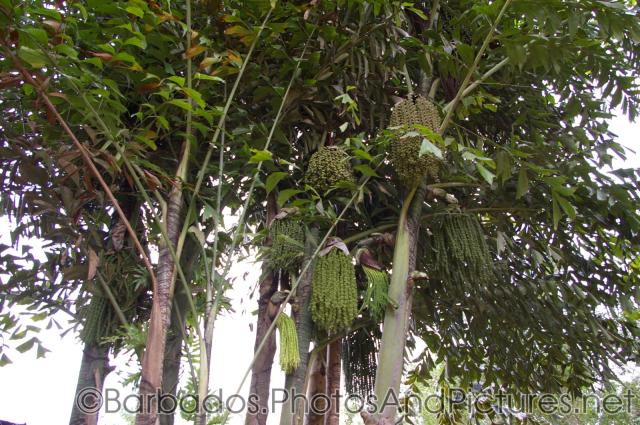 Trees with braided-hair at Orchid World in Barbados.jpg