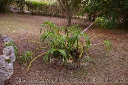 Plant with yellow tentacles at Orchid World in Barbados.jpg