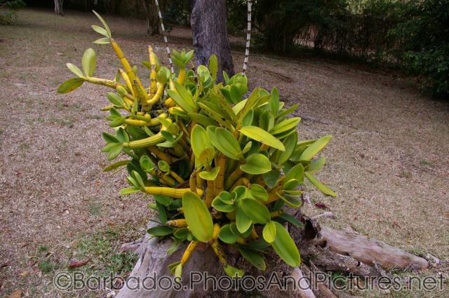 Plant with oval leaves growing on tree stump at Orchid World in Barbados.jpg
