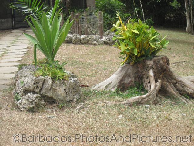 Plant growing on rock and tree stump at Orchid World in Barbados.jpg
