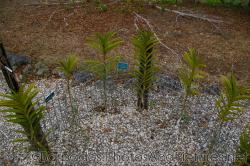Aranda Noorah Alsagoff orchidaceae at Orchid World in Barbados.jpg