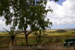 Short plams flank a tree at Orchid World in Barbados.jpg