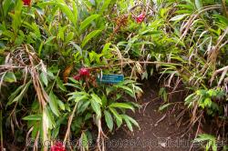 Alpinia Purpurata Red Ginger at Orchid World in Barbados.jpg