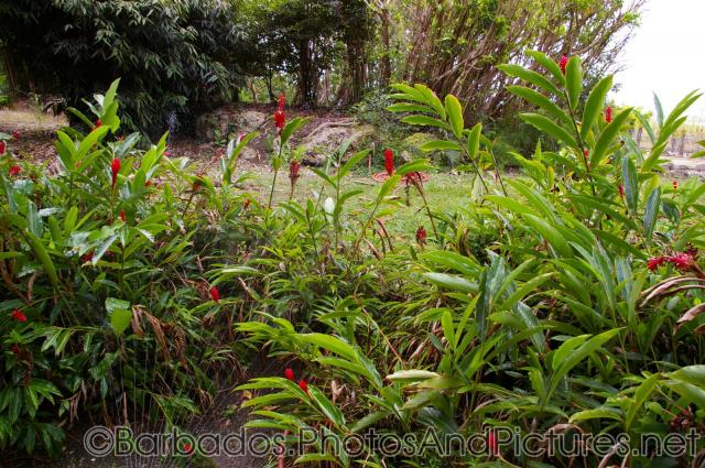 Plants with green leaves and red bulb flowers at Orchid World in Barbados.jpg
