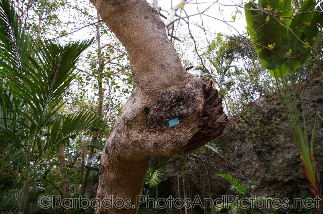 Interesting tree at Orchid World in Barbados.jpg