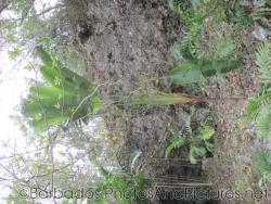 Palm plant with multiple stems at Orchid World in Barbados.jpg