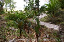 Tropical plants at Orchid World in Barbados.jpg