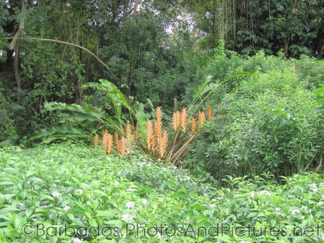 Green foliage and orange flowers at Orchid World in Barbados.jpg
