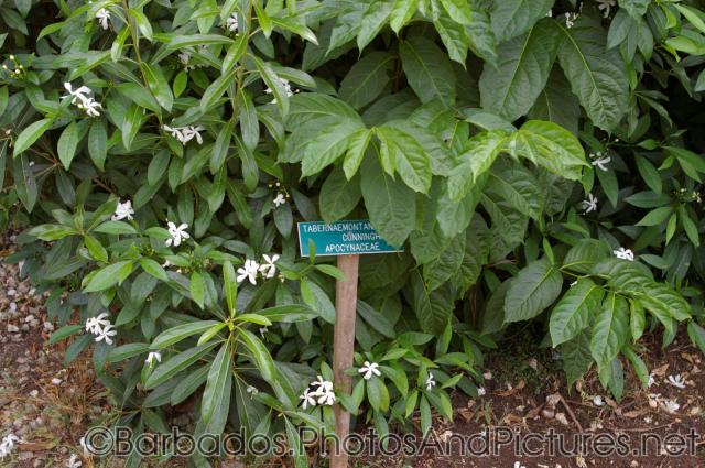 Tabernaemontana at Orchid World in Barbados.jpg