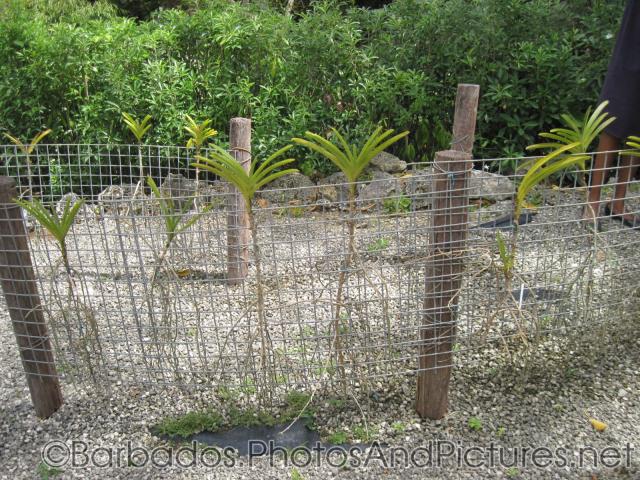 Plants behind fence at Orchid World in Barbados.jpg