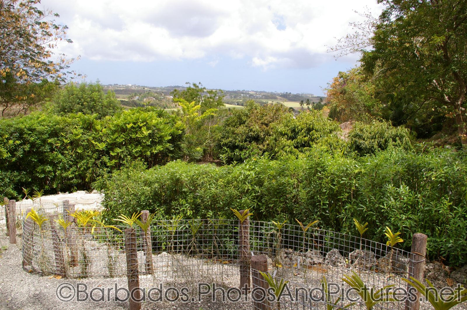 Pebble lined path at Orchid World in Barbados.jpg
