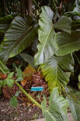 Philodendron Melinonii Araceae from Surinam at Orchid World in Barbados.jpg