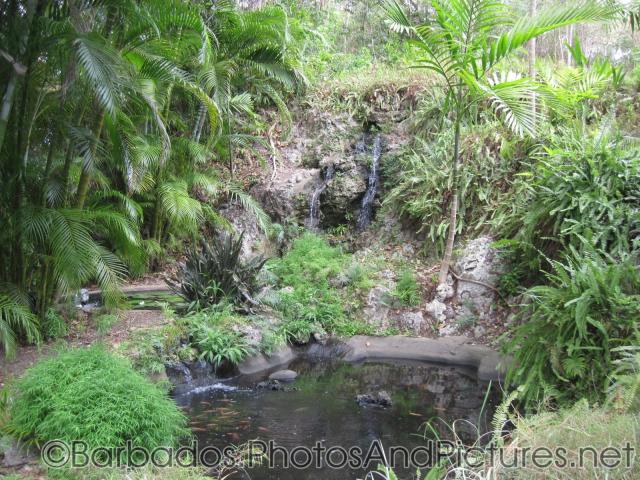 Small waterfall and pond at Orchid World in Barbados.jpg