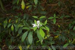 Small white flower with green leaves at Orchid World in Barbados.jpg