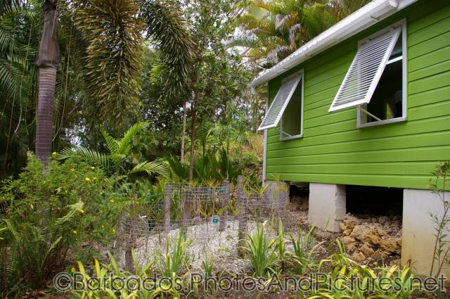 Lime green building and palms at Orchid World in Barbados.jpg
