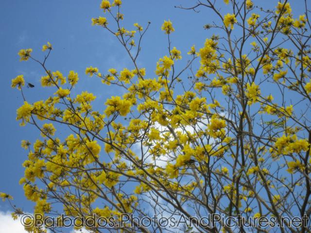 Tree with yellow flowers at Gun Hill Signal Station in Barbados.jpg
