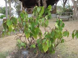 Cat's Tail plant at Gun Hill Signal Station in Barbados.jpg