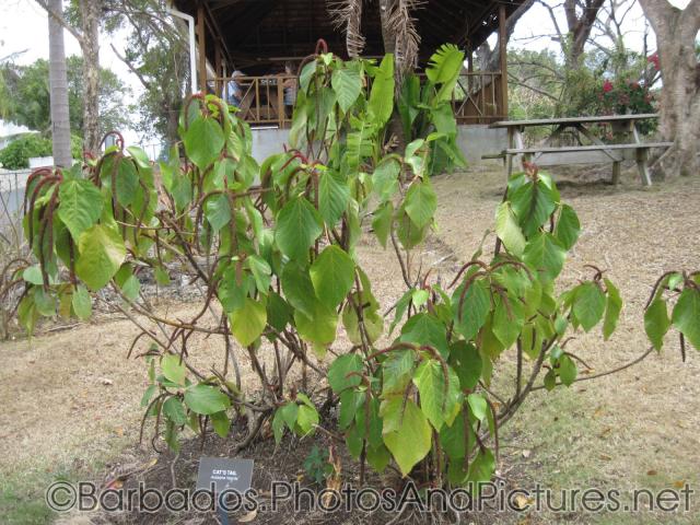 Cat's Tail plant at Gun Hill Signal Station in Barbados.jpg