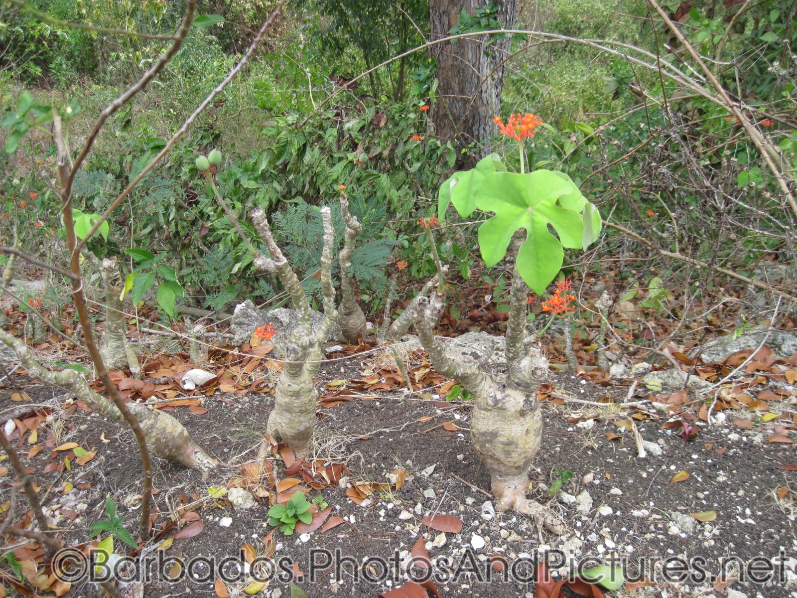 Desert rose plants at Gun Hill Signal Station in Barbados (2).jpg
