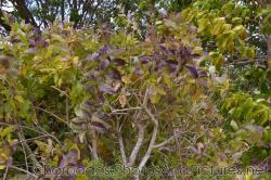 Purple Allamanda plant at Gun Hill Signal Station in Barbados.jpg