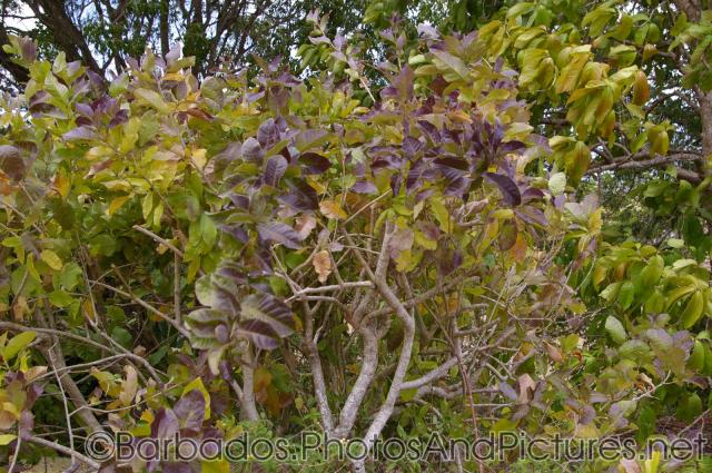 Purple Allamanda plant at Gun Hill Signal Station in Barbados.jpg