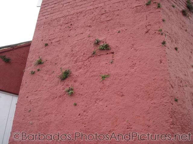 Plants growing out of walls of Gun Hill Signal Station in Barbados.jpg
