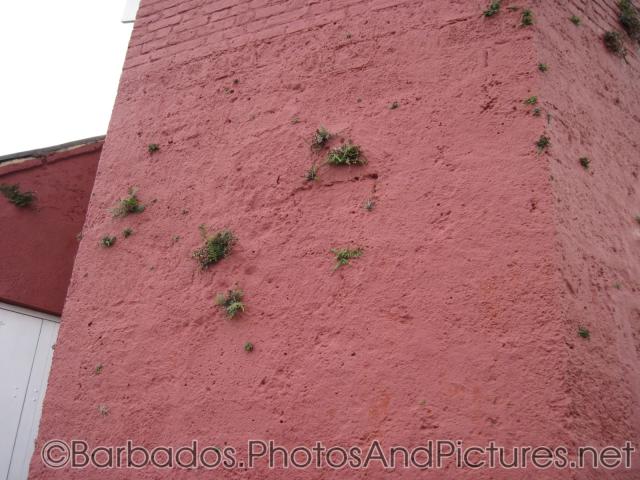 Plants growing out of walls of Gun Hill Signal Station in Barbados.jpg