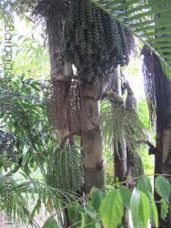 Tree with hanging chains of balls at Orchid World in Barbados.jpg
