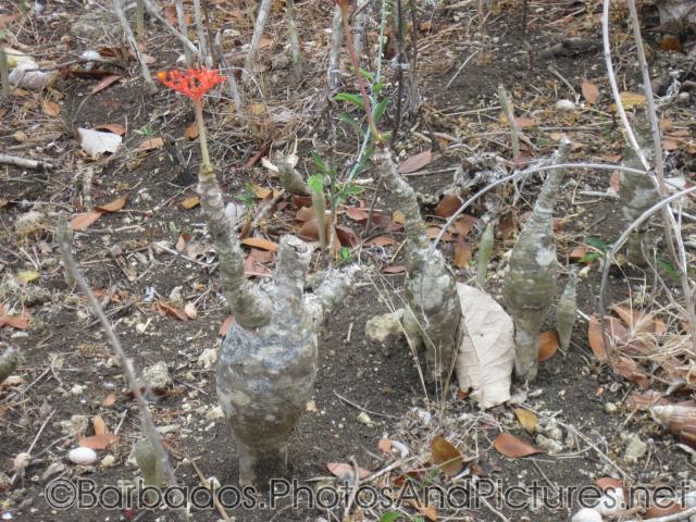 Desert rose plants at Gun Hill Signal Station in Barbados.jpg