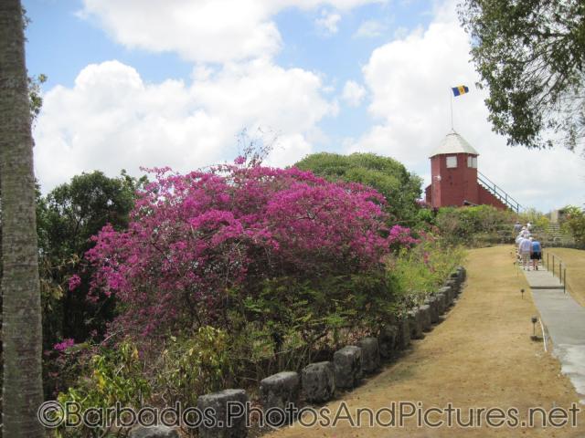 Gun Hill Signal Station and pink flowers in Barbados.jpg

