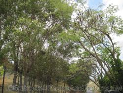 Tree lined street near Gun Hill Signal Station in Barbados.jpg